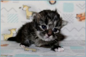 Female Siberian Kitten from Deedlebug Siberians who passed away